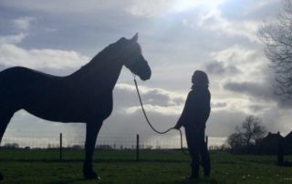 Geschiedenisch paardencoaching